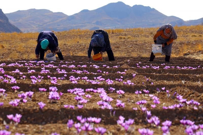 The Golden Spice: A Deep Dive into Saffron's History and Uses