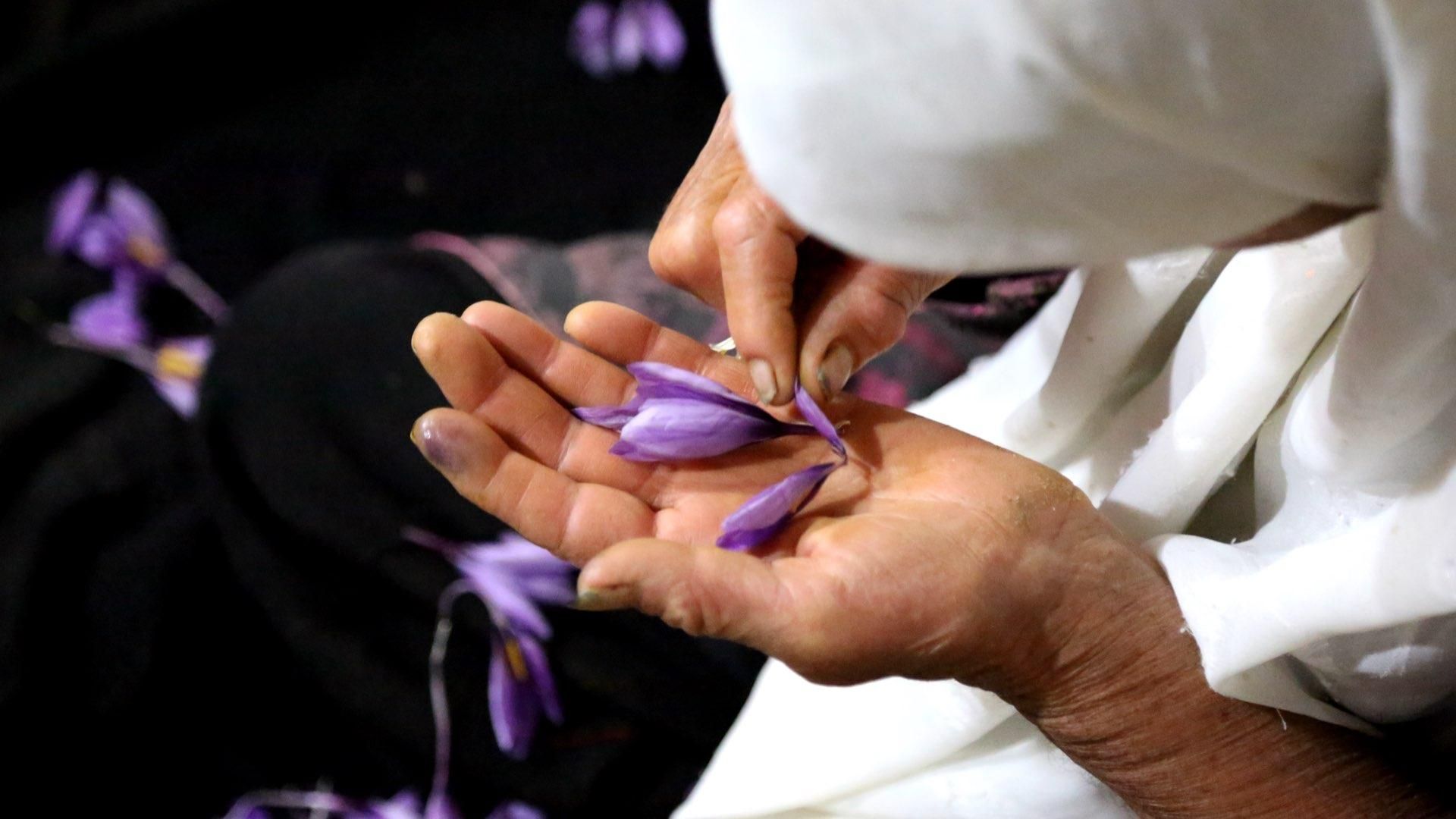 Why Is Saffron So Expensive? Understanding Its Cultivation and Harvesting